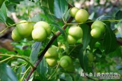 爱美的女性要多吃的食物，润肤抗皱，降