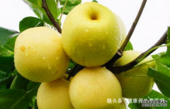 爱美女性吃的食物，不可忽略