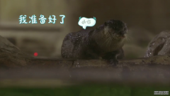上海野生动物园水獭不肯下水？现在它是