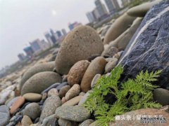 如今,无欲无求,一切顺其自然的三个星座