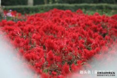 /uploads/allimg/211106/1H5515J5-0-lp.jpg