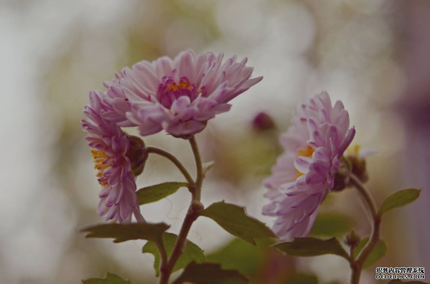 5月底，桃花有情，遇见爱情，情投意合，3生肖月老指路，真爱回头（1）.jpg