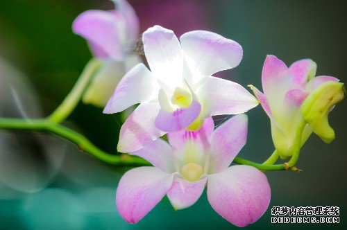 5月底，先苦后甜，好运挡不住，3生肖财富不愁，突破困境大发横财.jpg