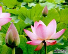12月中旬，鸿运当头，4星座桃花朵朵开
