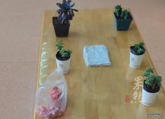 幼儿园让带盆多肉，小男孩拎来“很多肉
