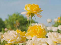 /uploads/allimg/211227/1A5321593-0-lp.jpg