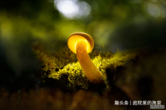 中医药的福音，盘点这五只低价股有望翻