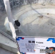 山东淄博一动物园内，狐狸展示区养两只
