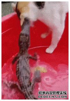 6.gif