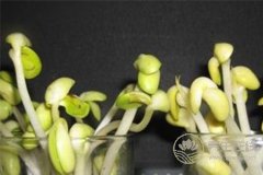 怎么炒黄豆芽会更好吃？常吃黄豆芽好处