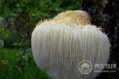 猴头菇煲汤能养胃，搭配这些食材功效更