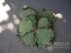 刚采摘回来的粽子叶如何处理？