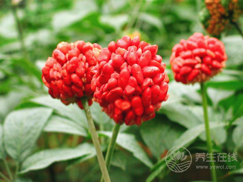 红景天泡水喝的注意事项 正确的泡水的方法是什么