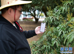 乡村振兴在行动｜荔枝树下新“三