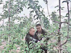 延安父子接力打造有机苹果品牌